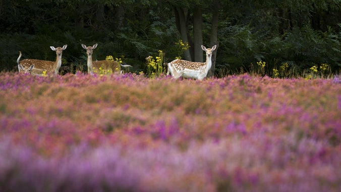 A herd of fallow deer standing in the heather at Dunwich Heath